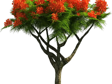 Tree texture (ID:ffabg87522)