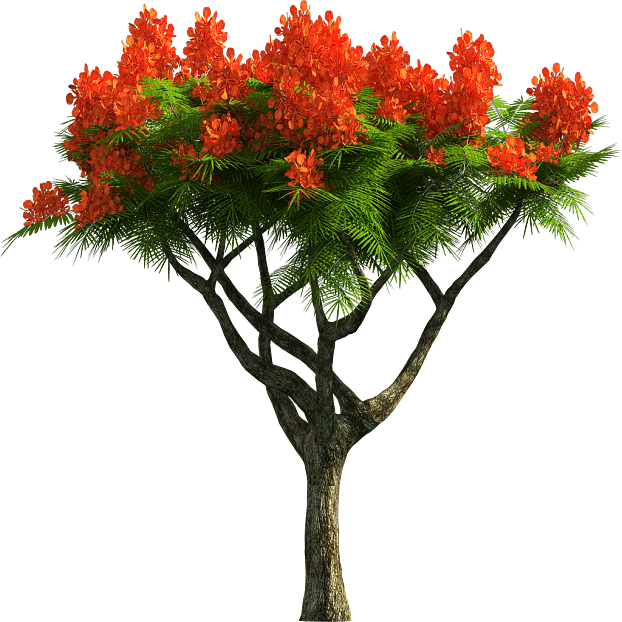 Tree texture