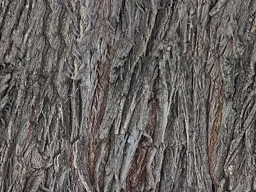 bark texture (ID:ffach344436)
