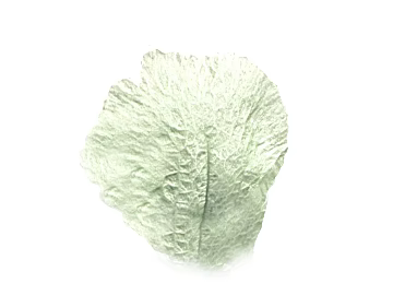 Light green plant leaf natural decoration 3d model