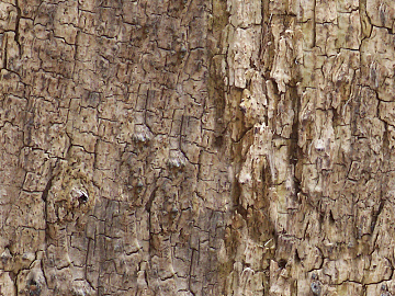 bark texture (ID:ffaag72234)