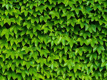 leaves texture (ID:ffaeg67708)
