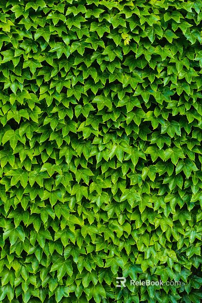 leaves texture