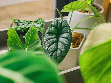 plant pattern texture (ID:ffagg21918)