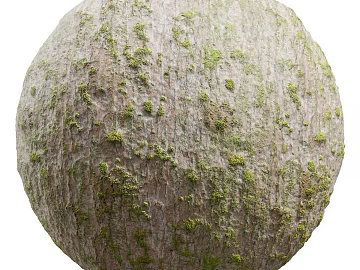 Bark PBR texture (ID:ffach154464)
