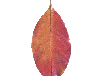 Red and yellow leaf decoration material texture (ID:ffaeh153426)