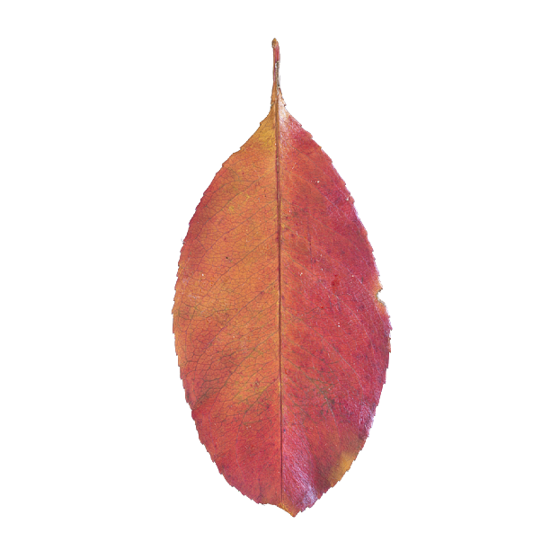 Red and yellow leaf decoration material texture