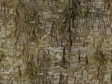bark texture (ID:ffach419414)