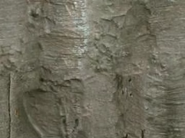 bark texture (ID:ffagg75455)