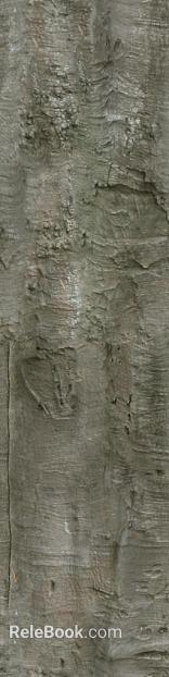 bark texture