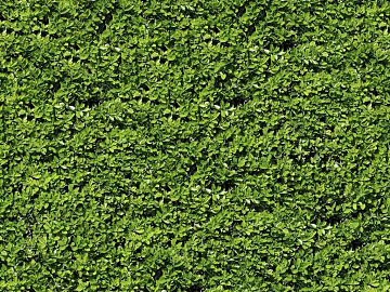 Plants texture (ID:ffaeg00750)