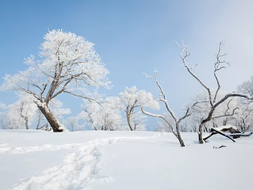 Winter Solstice Snow texture (ID:ffach964625)