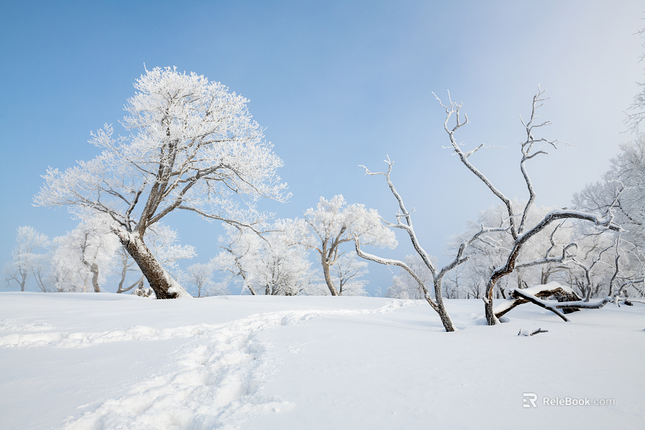 Winter Solstice Snow texture