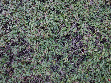 Plants texture (ID:ffaeg98538)