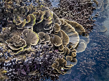 Coral texture (ID:ffagg90988)