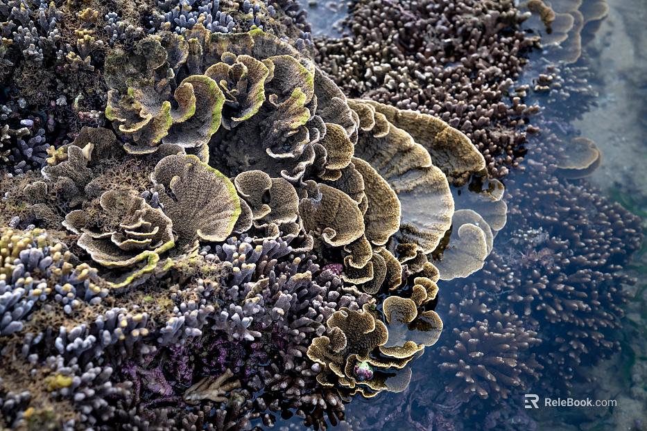 Coral texture