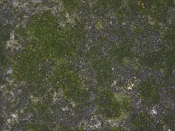 moss texture (ID:ffajg60976)