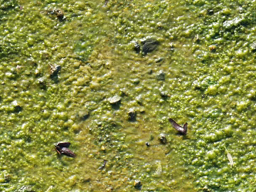 moss texture (ID:ffhee100)