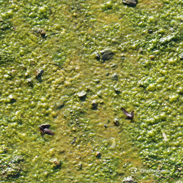 moss texture