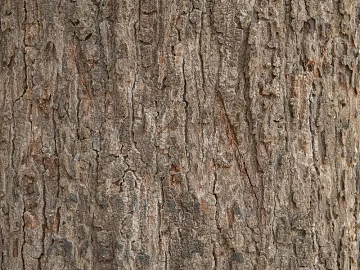 bark texture (ID:ffajg53583)
