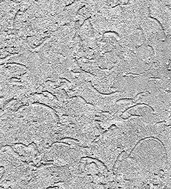 diatom mud texture
