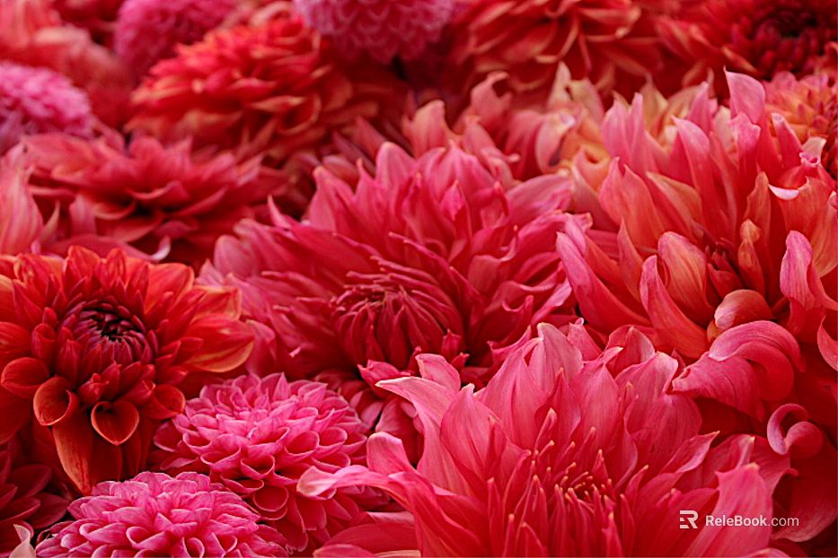 Flowers texture