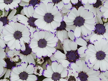 Flowers texture (ID:ffagg23903)