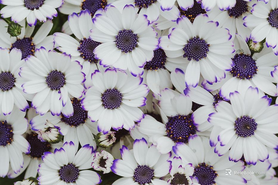 Flowers texture