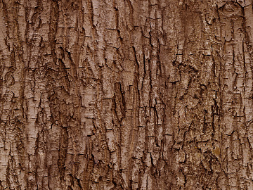 bark texture (ID:ffabg19111)