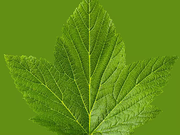 leaves texture (ID:ffaag57059)