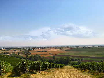 Vineyard Plantation Landscape texture (ID:ffach086980)
