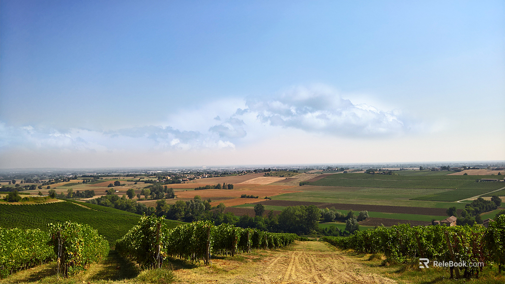 Vineyard Plantation Landscape texture