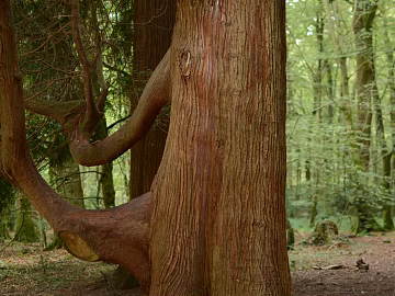 Wild Scenery texture (ID:ffabg73282)