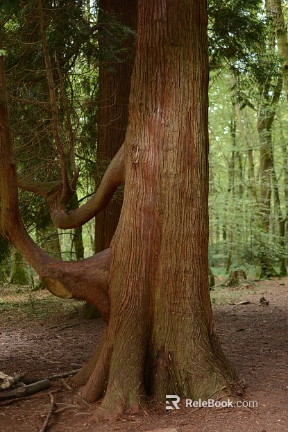 Wild Scenery texture