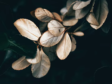 leaves texture (ID:ffagg07685)