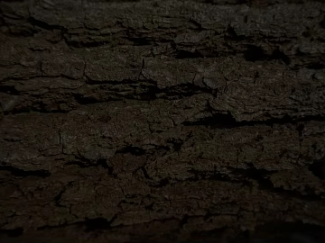 bark texture (ID:ffabg76129)