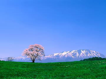 Wild Scenery texture (ID:ffabg90401)