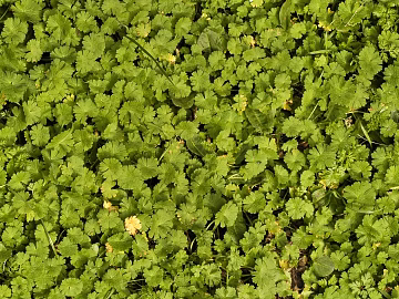 Turf ground texture (ID:ffaaf7446)