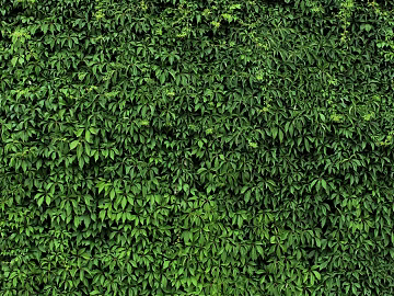 Plants texture (ID:ffabf6114)