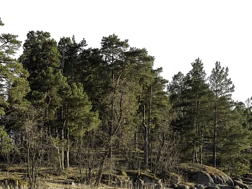 Green pine forest wild natural scene texture (ID:ffaeh298146)