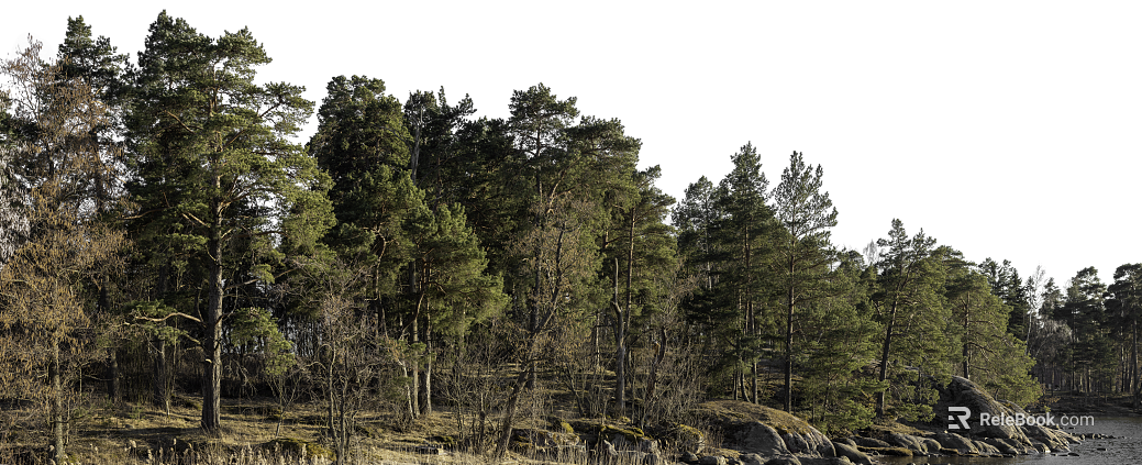 Green pine forest wild natural scene texture