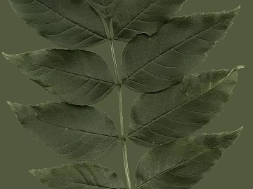 leaves texture (ID:ffaeg43124)