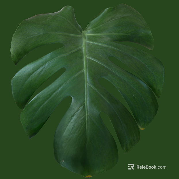 leaves texture