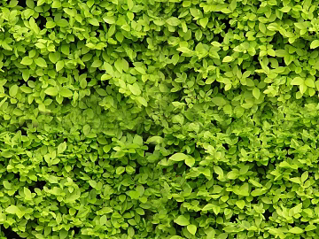 Plants texture (ID:ffaag28307)