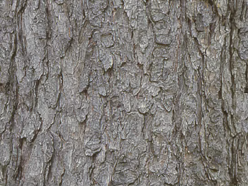 bark texture (ID:ffaeg09602)