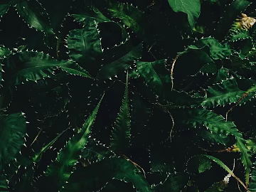 Plants texture (ID:ffabg18737)