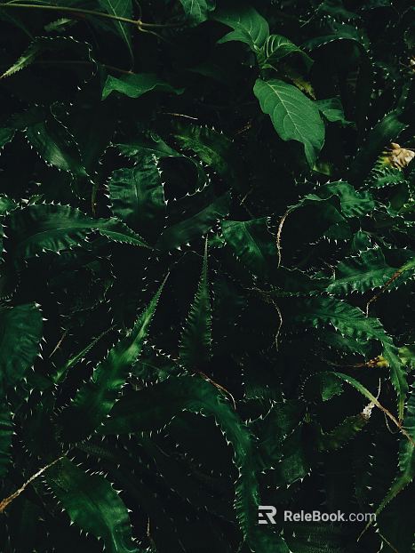 Plants texture