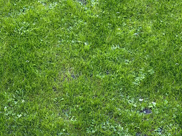 Turf texture (ID:ffacg32964)