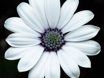 Flowers texture (ID:ffhfe215)