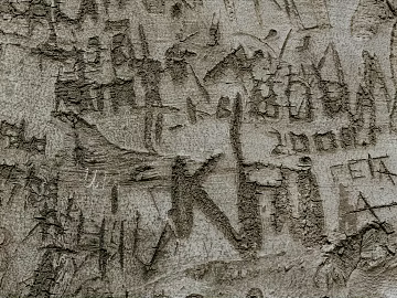 bark texture (ID:ffabg42757)